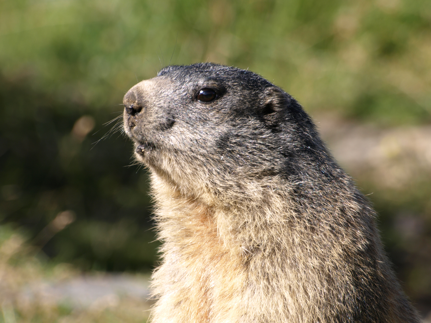  Marmot 